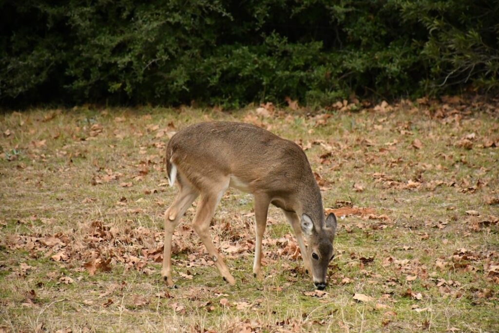 Pill bottles and vitamin supplements with warning symbol, representing concerns about supplement use during benzodiazepine...